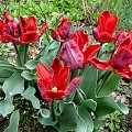 tulipany w moim ogrodzie ... :)) #kwiaty #ogród #tulipany #wiosna