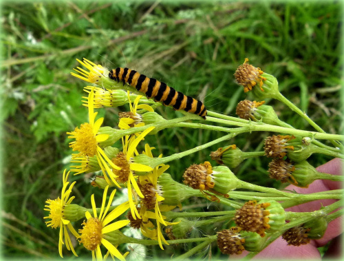 gąsienica marzymłódka proporzec, motyl też tak samo się nazywa, a pokazuje go LADY43 na swojej stronce ... #gąsienice #łąka #przyroda