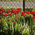 jeszcze raz kilka tulipanów :)) #kwiaty #ogród #tulipany #wiosna