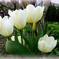 jeszcze raz kilka tulipanów :)) #kwiaty #ogród #tulipany #wiosna