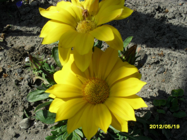 gazania