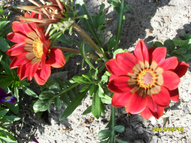 gazania