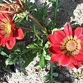 gazania