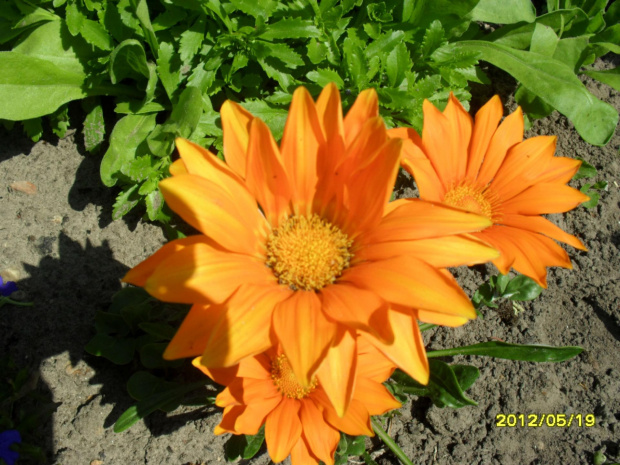 gazania