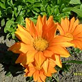 gazania