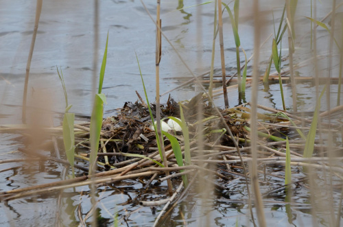 gniazdo perkoza dwuczubego z czterema jajami 2012