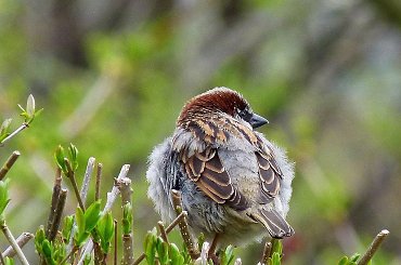 mówię Wam i dzień dobry i zmykam na działkę :)) #ptaki #wiosna #wróble