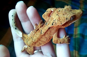#CrestedGecko #GekonOrzęsiony #hatchling #RhacodactylusCiliatus
