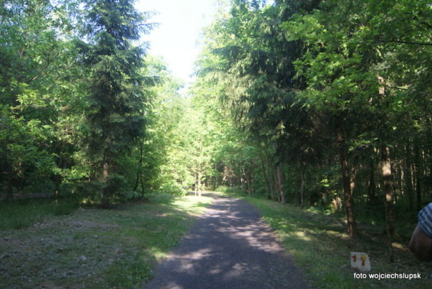 Lasek Północny tereny rekreacyjne Słupsk