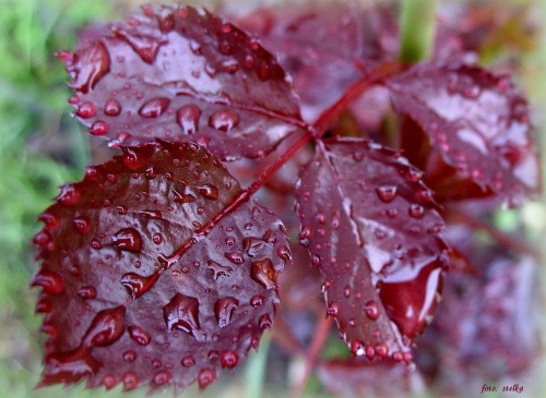 u mnie leje deszcz ... #liście #deszcz #krople #ogród #wiosna