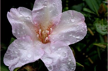 u mnie leje deszcz ... #kwiaty #rododendron #ogród #deszcz #krople #wiosna