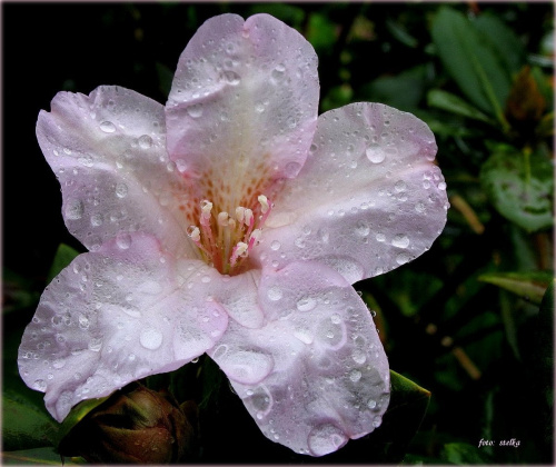 u mnie leje deszcz ... #kwiaty #rododendron #ogród #deszcz #krople #wiosna