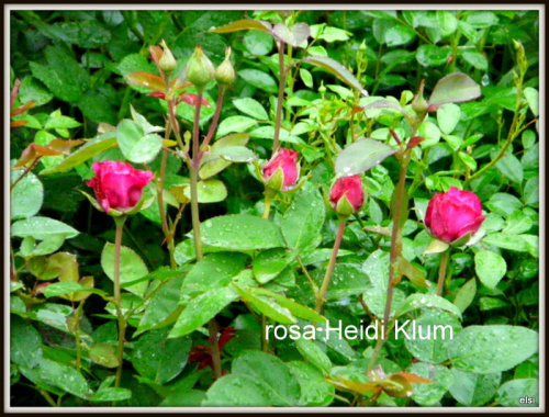 róża Heidi Klum #ogród