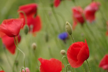 #chabry #KwiatyPolne #maki