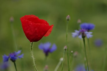 #chabry #KwiatyPolne #maki