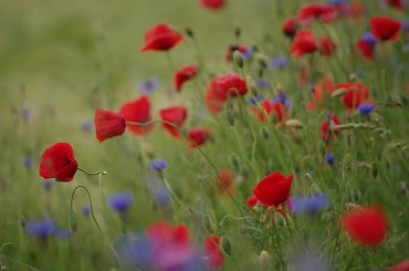 #chabry #KwiatyPolne #maki