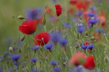 #chabry #KwiatyPolne #maki