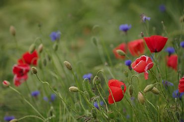 #chabry #KwiatyPolne #maki