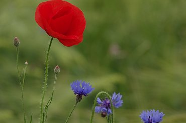 #chabry #KwiatyPolne #maki