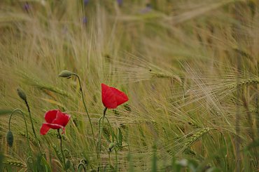 #chabry #KwiatyPolne #maki