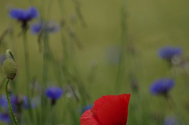 #chabry #KwiatyPolne #maki