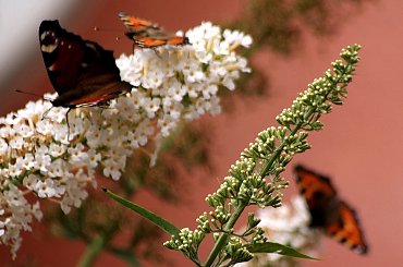 motylki ... #budleja #krzewy #kwiaty #motyle #ogród