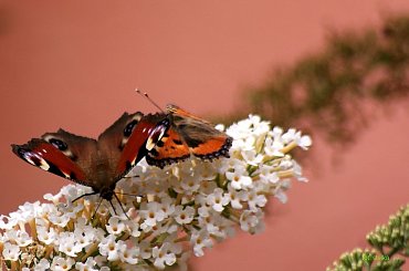 motylki ... #budleja #krzewy #kwiaty #motyle #ogród