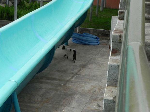 Biało-czarny z aquaparku (7) #Koty #Side #Turcja