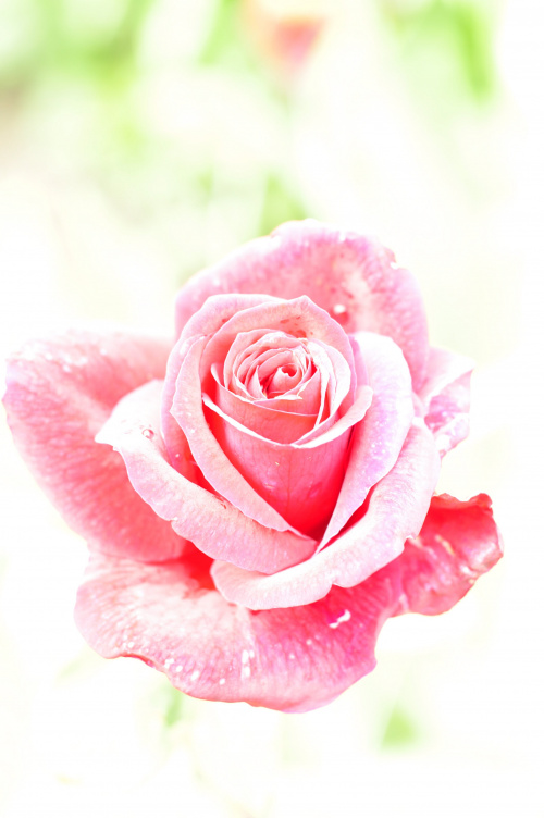 #róża #róże