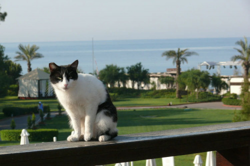 Czarno-biały kocurek z amfiteatru (15) #Koty #Side #Turcja