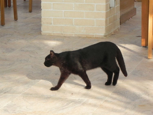 Czarny płochliwy kocurek (16) #Koty #Side #Turcja