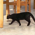 Czarny płochliwy kocurek (16) #Koty #Side #Turcja