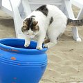 Biało-bura kotka z plaży (5) #Koty #Side #Turcja