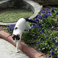 Biało-czarna z ogrodu (14) #Koty #Side #Turcja