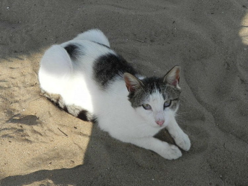 Biało-bura chudzinka z plaży (6) #Koty #Side #Turcja