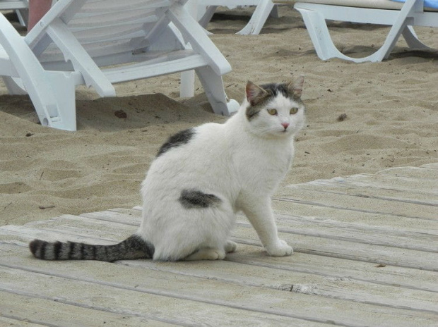Biało-bura kotka z plaży (5) #Koty #Side #Turcja