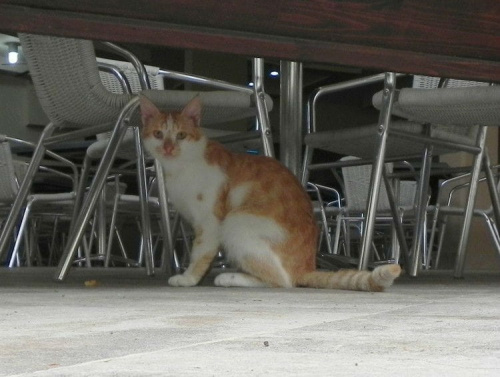 Rudo-biały kocurek (4) #Koty #Side #Turcja