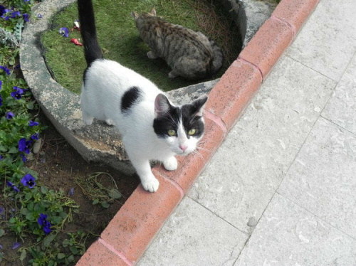 Biało-czarna z ogrodu (14) #Koty #Side #Turcja