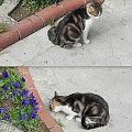 Marmurkowa kotka (17) #Koty #Side #Turcja
