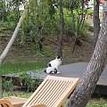 Biało-czarny z aquaparku (7) #Koty #Side #Turcja