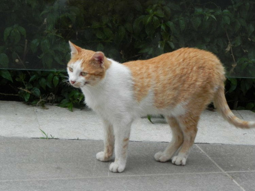 Buro-biały miziasty brudasek (9) #Koty #Side #Turcja