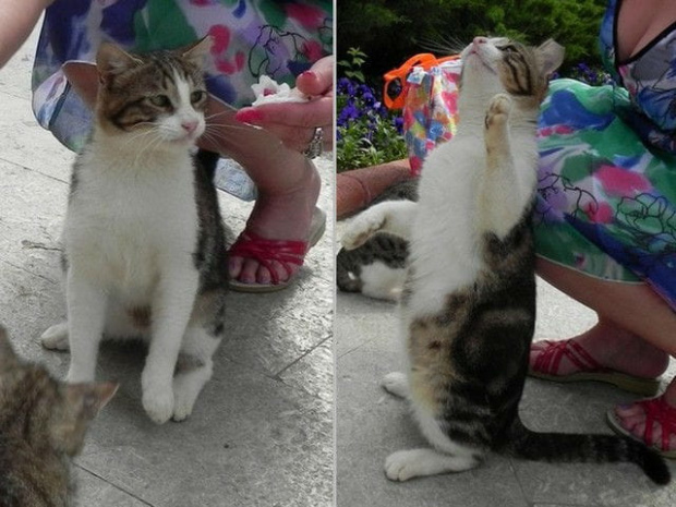 Marmurkowa kotka (17) #Koty #Side #Turcja