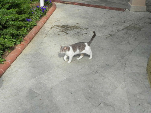 Niebiesko-biała pyzula (13) #Koty #Side #Turcja
