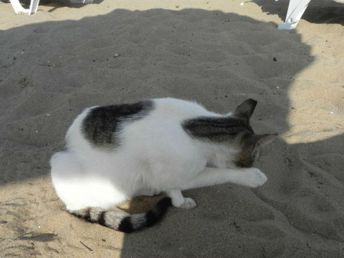 Biało-bura chudzinka z plaży (6) #Koty #Side #Turcja