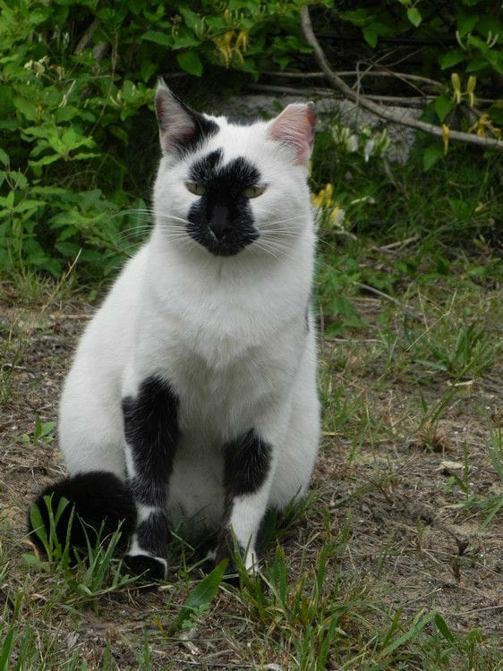 Biało-czarna kotka we wzorzystych podkolanowkach (8). Razem spacerujemy po ogrodach hotelu Sueno.kotka we wzorzystych podkolanowkach ;) (8) na spacerze po ogrodach hotelu Sueno w Side. #Kot #Side #Turcja
