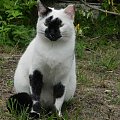 Biało-czarna kotka we wzorzystych podkolanowkach (8). Razem spacerujemy po ogrodach hotelu Sueno.kotka we wzorzystych podkolanowkach ;) (8) na spacerze po ogrodach hotelu Sueno w Side. #Kot #Side #Turcja