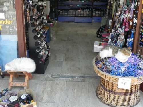 Koty w porcie Side - sprzedawców dwóch :)) (22 i 23) #Koty #Side #Turcja