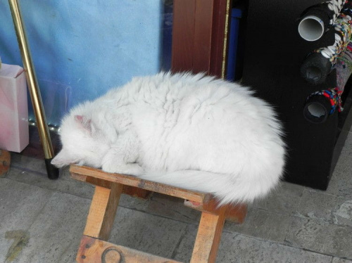 Koty w porcie Side - zmęczyny handlowiec (23) #Koty #Side #Turcja