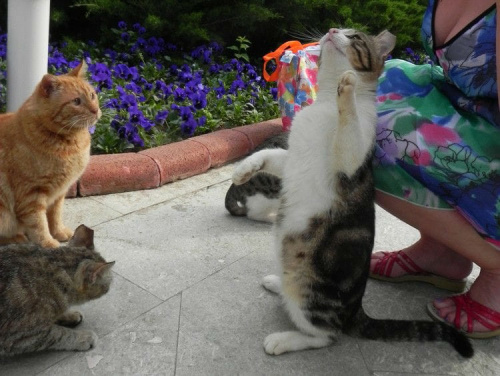 Stadko kotów w pobliżu hotelowej stołówki. Skład prawie stały, czasem było nawet 8 futrzaków :)) . #Koty #Side #Turcja