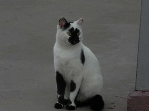 Biało-czarna kotka we wzorzystych podkolanowkach (8). Razem spacerujemy po ogrodach hotelu Sueno. #Kot #Side #Turcja